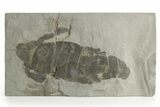 Bargain, Eurypterus (Sea Scorpion) Fossil - New York #369328-1